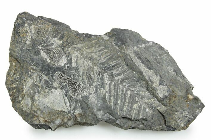 Fossil Seed Fern (Alethopteris) Plate - Pennsylvania #347714